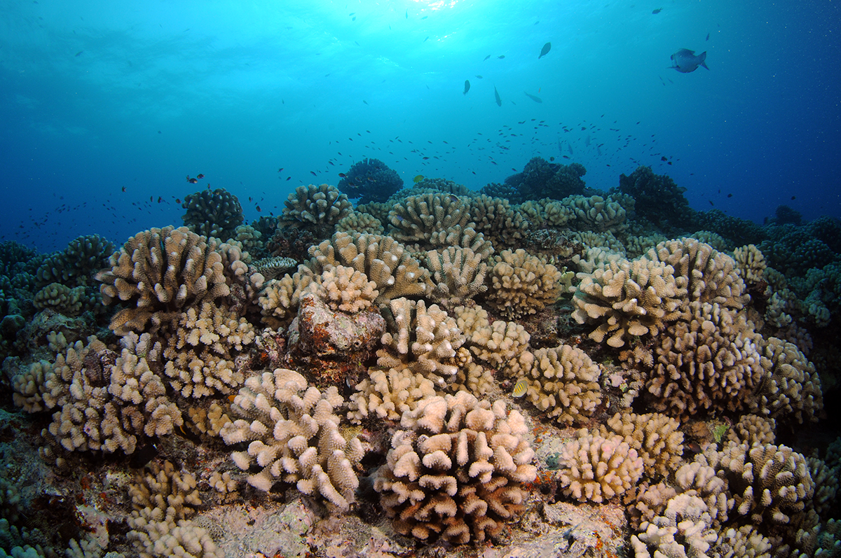 Des observations record à 172 mètres de profondeur pour éclairer comment le corail « dur » survit sans lumière | Criobe