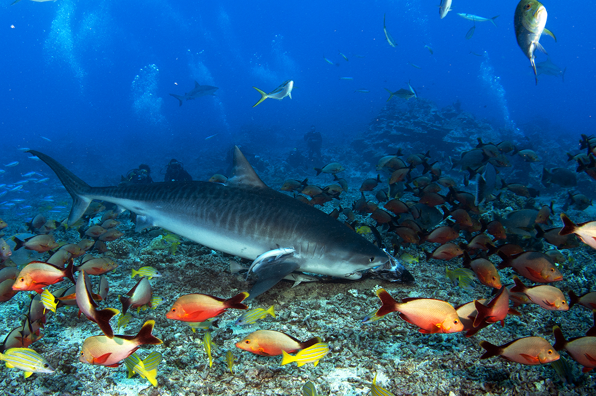 La Polynésie française, championne de la conservation des requins de récif dans le monde | Criobe