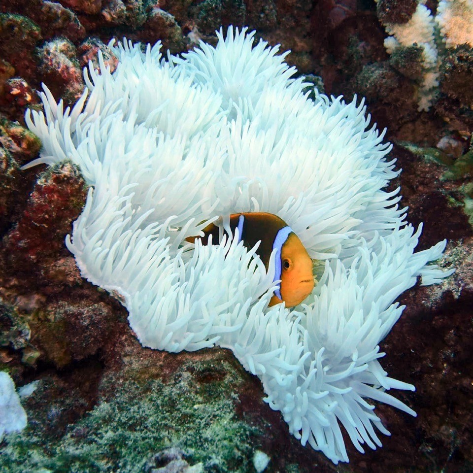 Le blanchissement des anémones de mer met en péril les poissons-clowns | Criobe