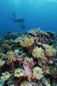Photographie d’une zone dans un récif corallien de l’océan Pacifique, afin de la modéliser